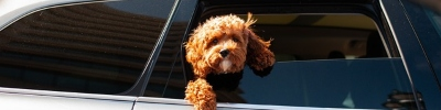 Traveling in Summer with a Child or a Dog