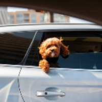 Traveling in Summer with a Child or a Dog