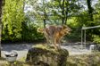 KÄRCHER Mobiles Reinigungszubehör für den Außenbereich 11541659 Haustier-Waschbürste – Keine schmutzigen Pfoten mehr – die Haustier-Waschbürste als Zubehör für alle OC 3-Geräte reinigt schnell, gründlich und schonend. Ideal nach dem Spaziergang mit dem Hund bei schlechtem Wetter – vor dem Einsteigen ins Auto oder wenn Sie nach Hause kommen. Egal, ob Sie nur die schmutzigen Pfoten Ihres Haustiers waschen oder das gesamte Fell reinigen, die flexiblen Silikonspitzen machen die Bürste nicht nur angenehm für Ihr Haustier, sondern entfernen auch besonders effektiv 5.